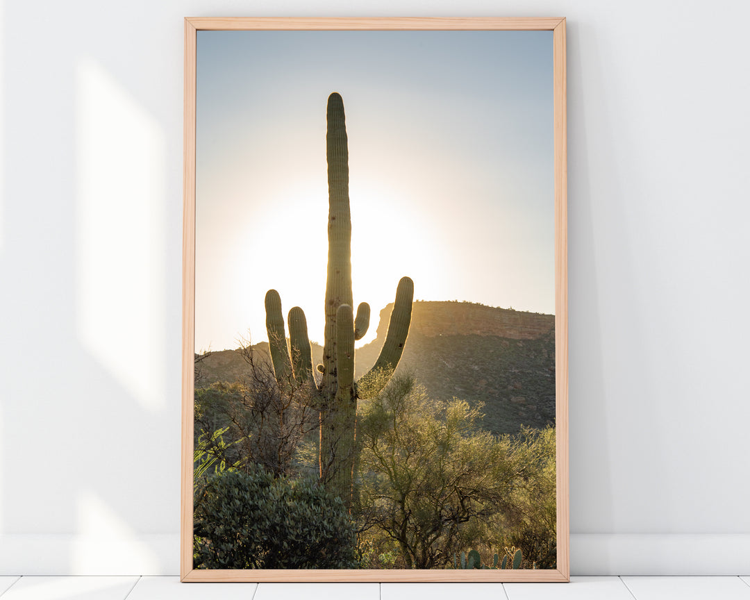 Superstition Saguaro Photo